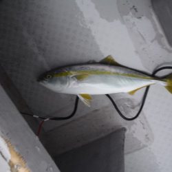 遊漁船 遊友 釣果