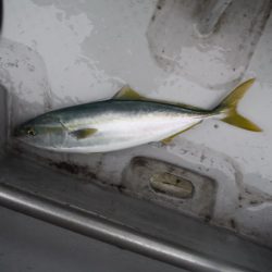 遊漁船 遊友 釣果