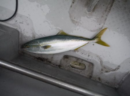 遊漁船 遊友 釣果