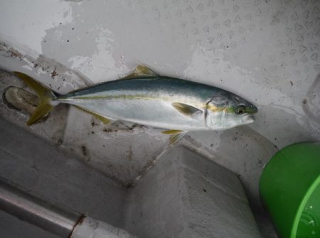 遊漁船 遊友 釣果