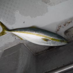 遊漁船 遊友 釣果