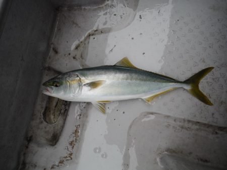 遊漁船 遊友 釣果