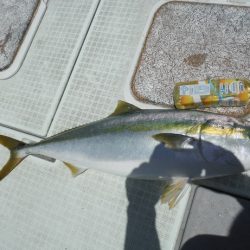 遊漁船 遊友 釣果