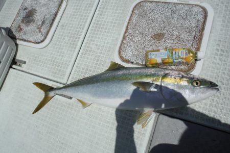 遊漁船 遊友 釣果