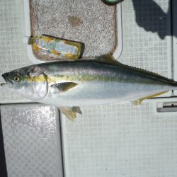 遊漁船 遊友 釣果