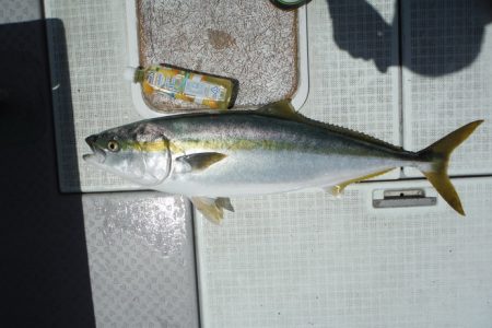 遊漁船 遊友 釣果