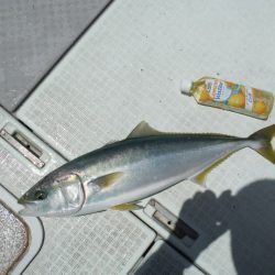 遊漁船 遊友 釣果