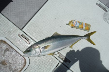 遊漁船 遊友 釣果