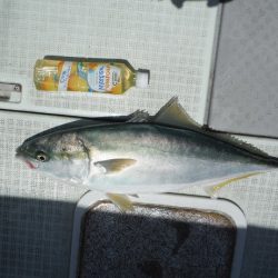 遊漁船 遊友 釣果