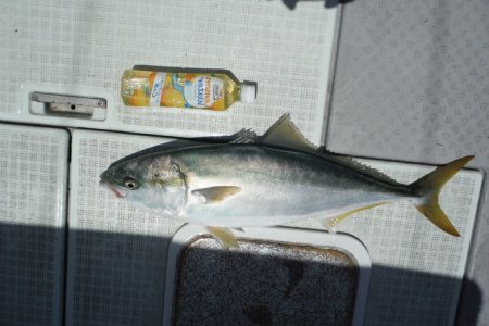 遊漁船 遊友 釣果