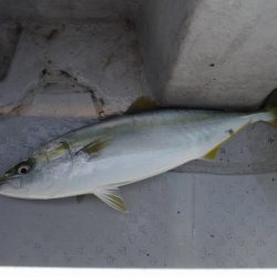 遊漁船 遊友 釣果