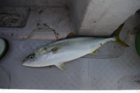 遊漁船 遊友 釣果