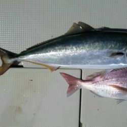 遊漁船 遊友 釣果