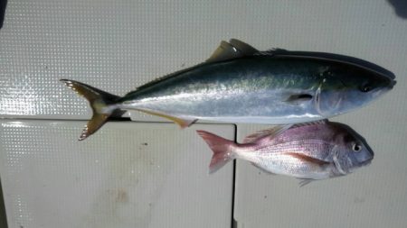 遊漁船 遊友 釣果