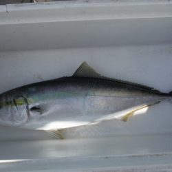 遊漁船 遊友 釣果