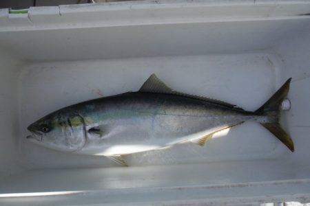 遊漁船 遊友 釣果