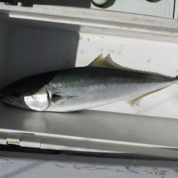 遊漁船 遊友 釣果