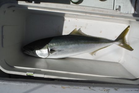 遊漁船 遊友 釣果