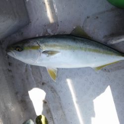 遊漁船 遊友 釣果