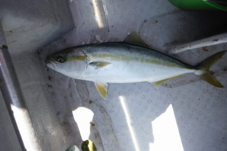 遊漁船 遊友 釣果