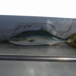 遊漁船 遊友 釣果