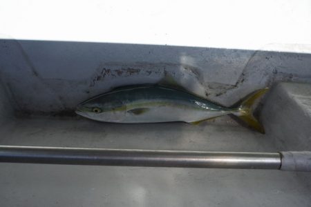 遊漁船 遊友 釣果