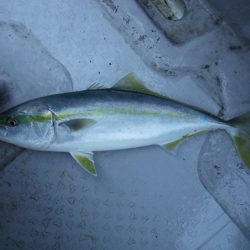 遊漁船 遊友 釣果