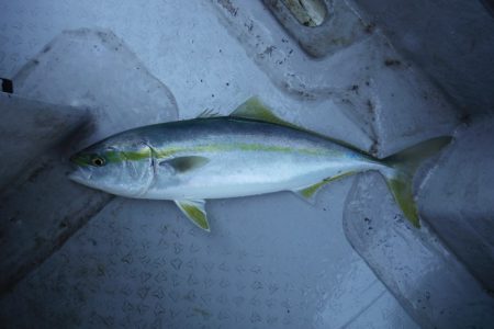 遊漁船 遊友 釣果