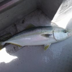 遊漁船 遊友 釣果