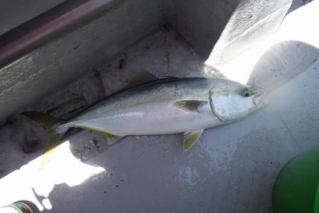 遊漁船 遊友 釣果