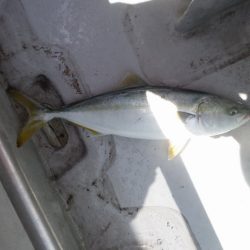 遊漁船 遊友 釣果