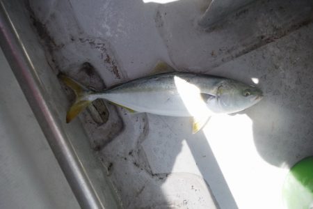 遊漁船 遊友 釣果