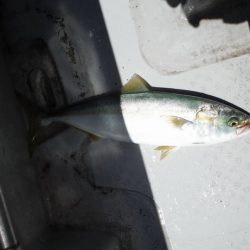 遊漁船 遊友 釣果