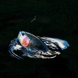 小菅トラウトガーデン 釣果