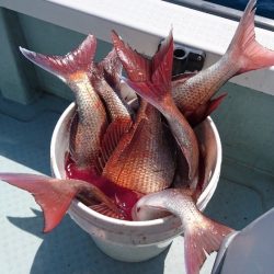 遊漁船ブルーウッズ 釣果