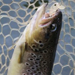 小菅トラウトガーデン 釣果