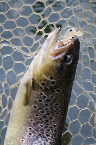 小菅トラウトガーデン 釣果