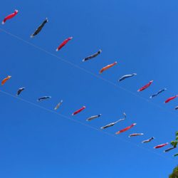 小菅トラウトガーデン 釣果