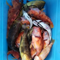 リトルワン 釣果