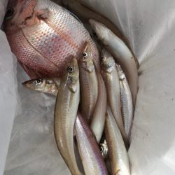 リトルワン 釣果