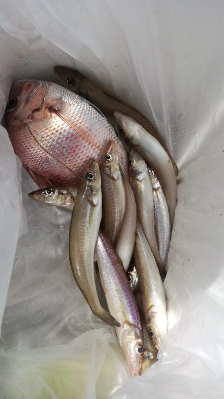 リトルワン 釣果