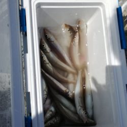 リトルワン 釣果