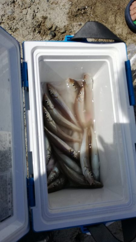 リトルワン 釣果