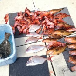 リトルワン 釣果