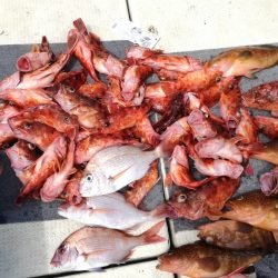 リトルワン 釣果