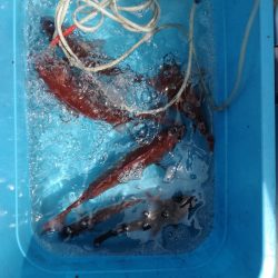 リトルワン 釣果