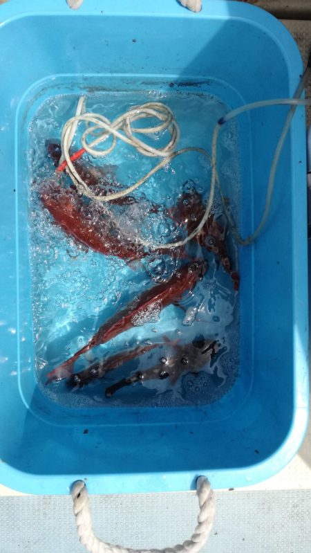 リトルワン 釣果