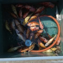 リトルワン 釣果