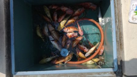 リトルワン 釣果