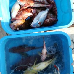 リトルワン 釣果